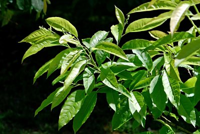 Oxydendrum arboreum - kysloun stromový - letní listy